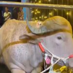 ट्रम्पसँग अनुहार मिलेको भैँसीलाई बलि नदिई, संरक्षणलागि पठाइयो चिडियाखाना